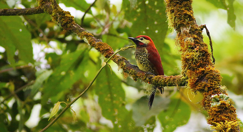 Ave silvestre posada sobre una rama cubierta de musgo en un bosque andino, biodiversidad protegida por los permisos y licencias ambientales